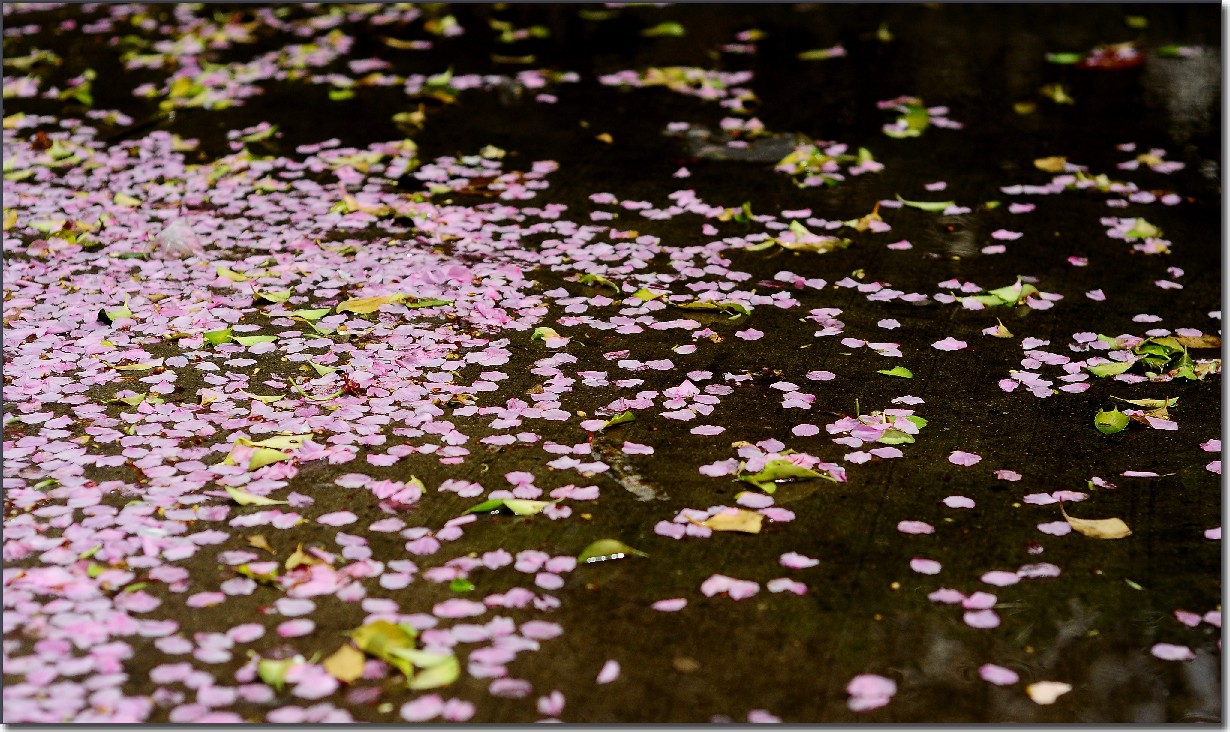 落花有意，流水无情 (24).jpg