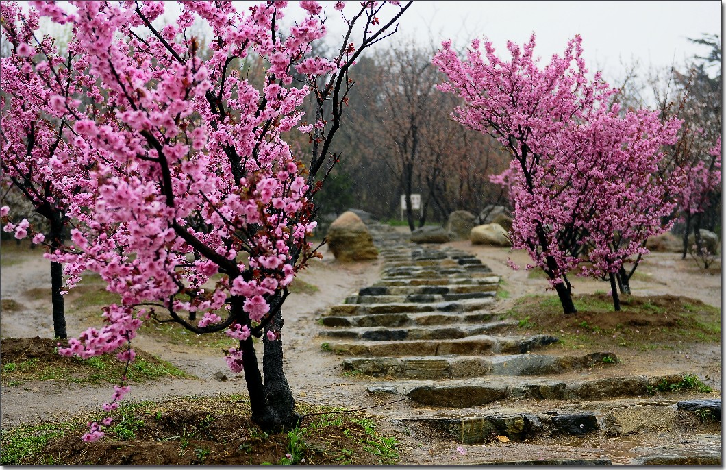 雨中寻芳意 235.jpg