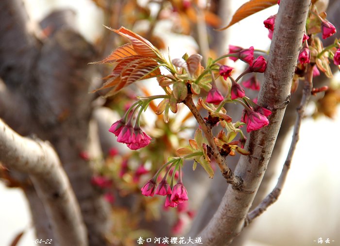 前两天的样子