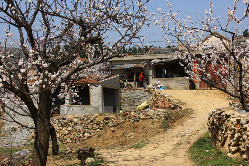 牟平杏花节 194.jpg