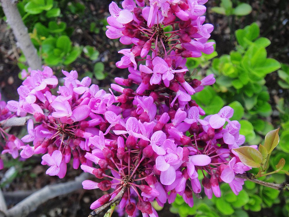 DSC00763.jpg