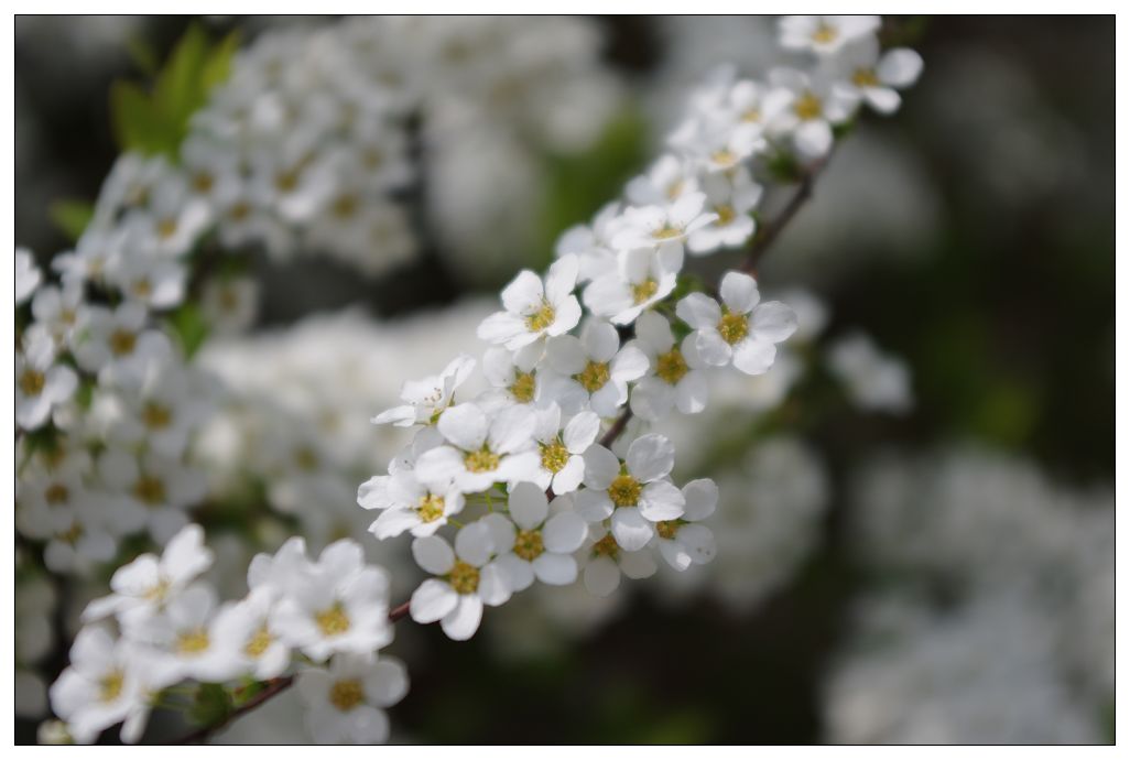 白色小花.jpg