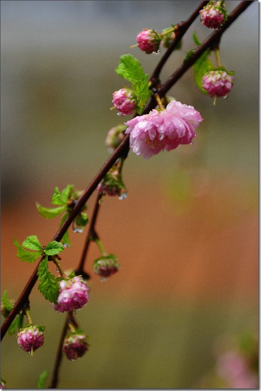 雨中寻芳意 124.jpg