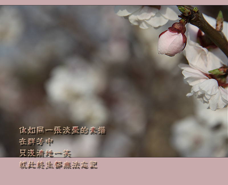 淡墨的素描.jpg