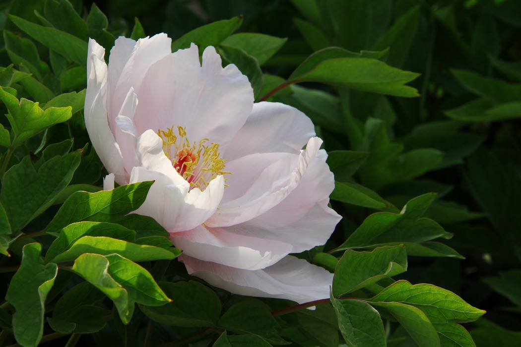 毓璜顶牡丹 028-02.jpg