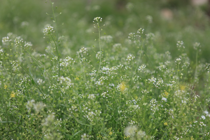 IMG_7927_调整大小.JPG