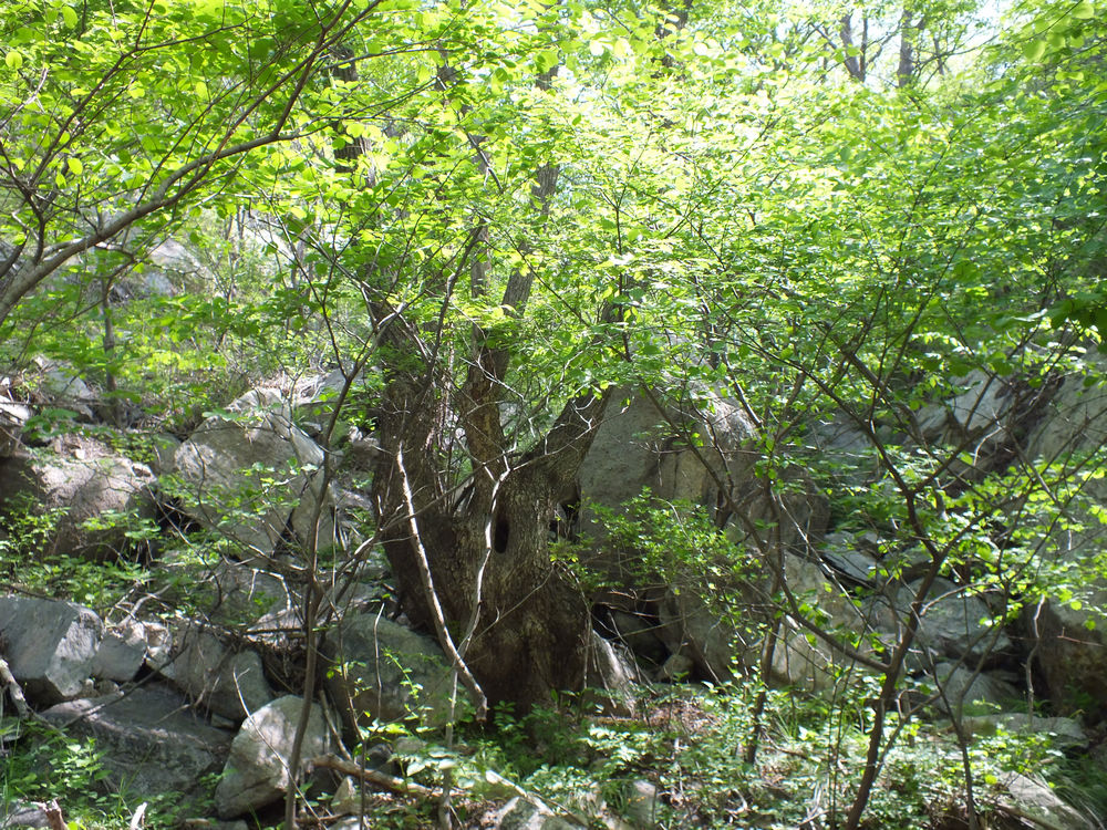 DSCF3701.JPG