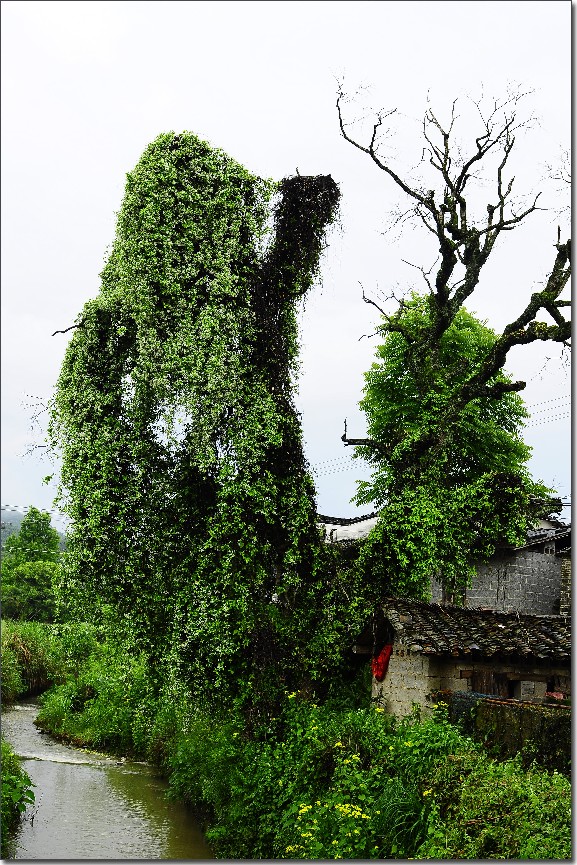 五一皖南行 580.jpg