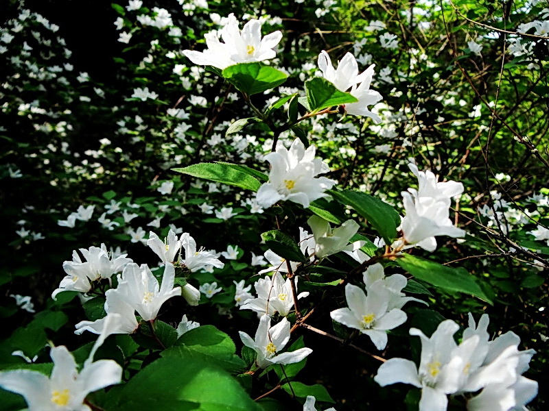 DSC03348.jpg