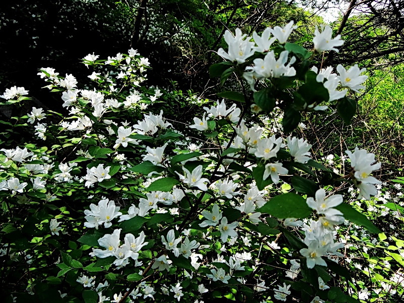 DSC03349.jpg