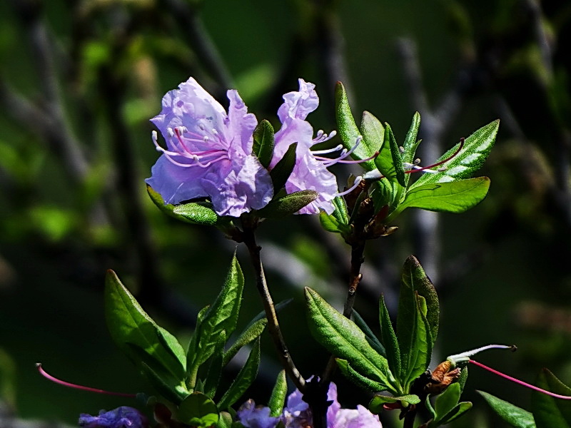 DSC03478.jpg