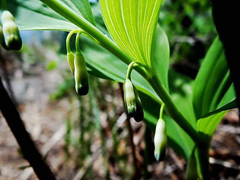 DSC03558.jpg