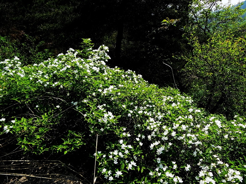 DSC03628.jpg