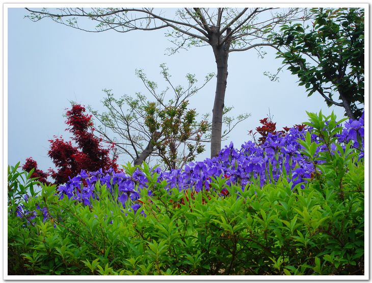 景物台上紫花2.jpg