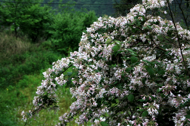 IMG_6891.JPG