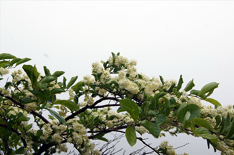 DSC06993_副本野花.jpg