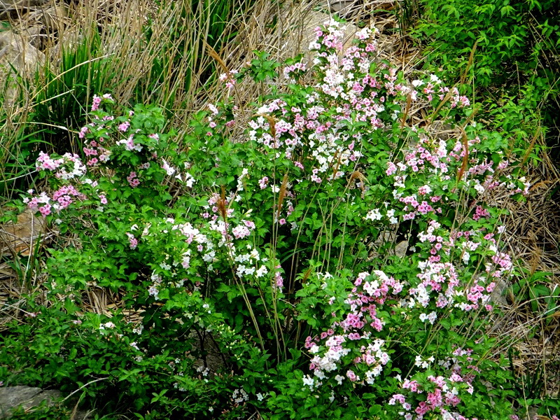 DSCF6168.jpg