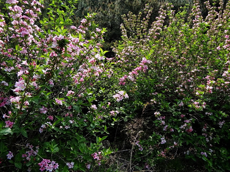 DSC03785.jpg