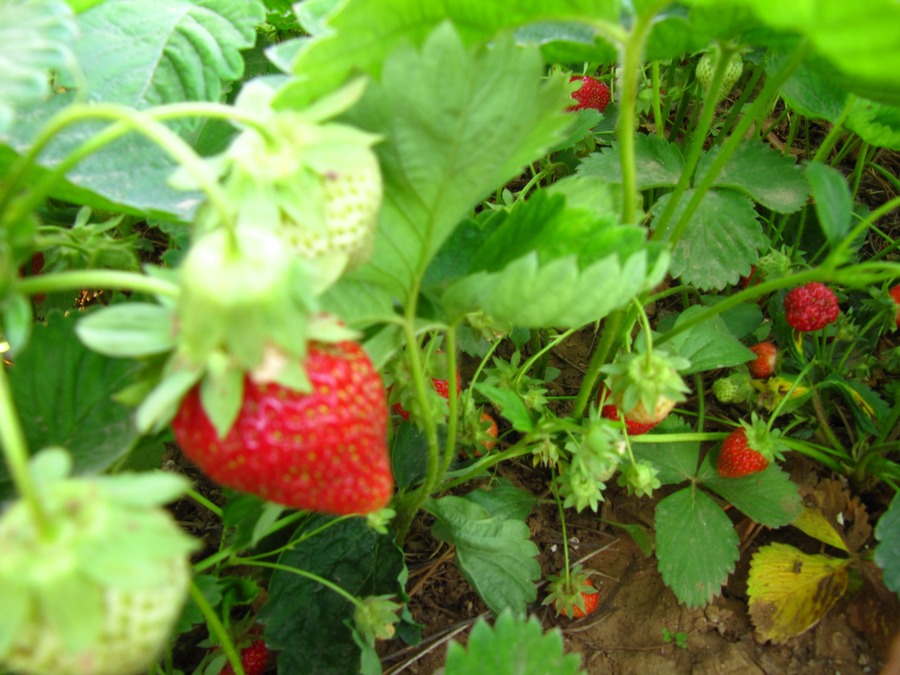 草莓 019-2.jpg