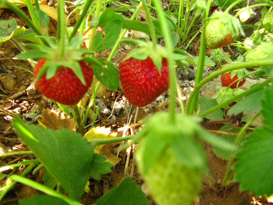 草莓 022-2.jpg