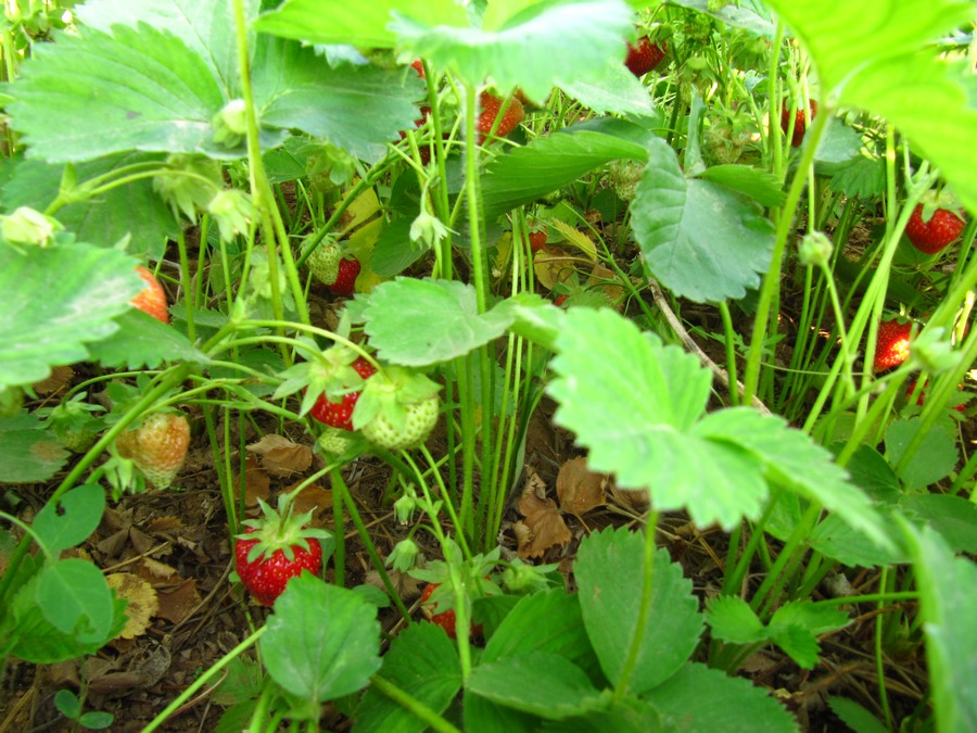草莓 043-2.jpg