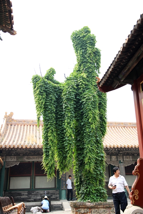 故宫怪人.jpg