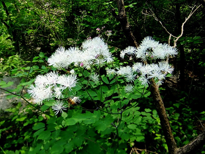 DSCF6297.jpg