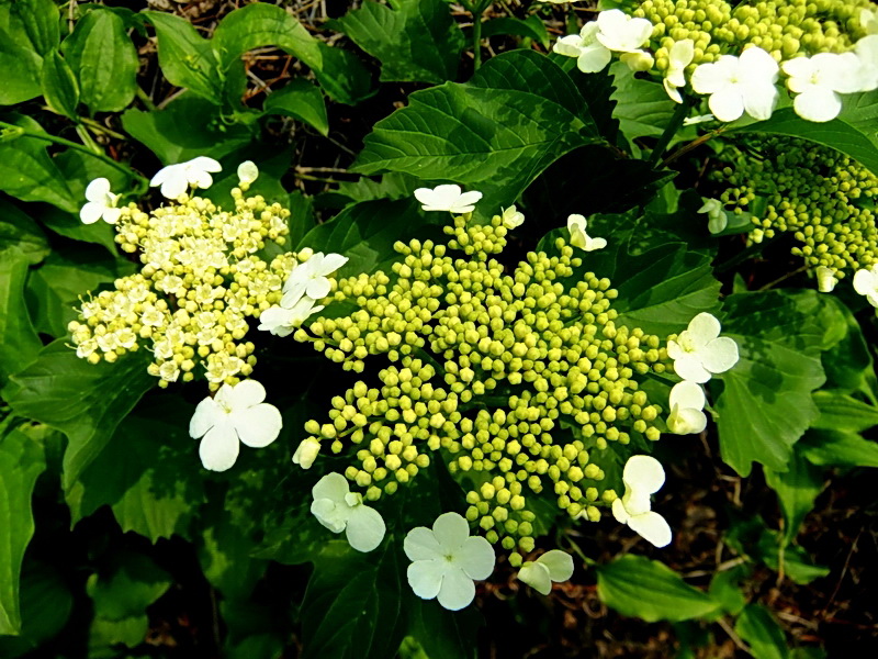 DSCF6345.jpg