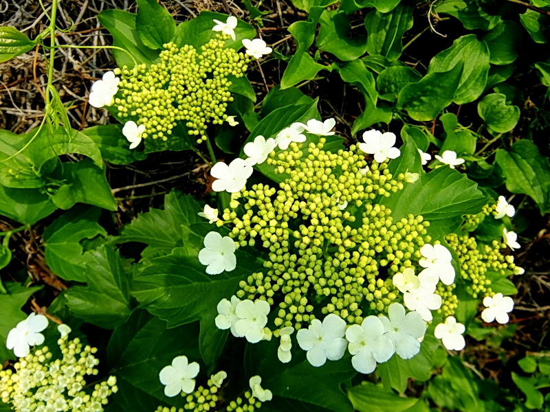DSCF6344.jpg