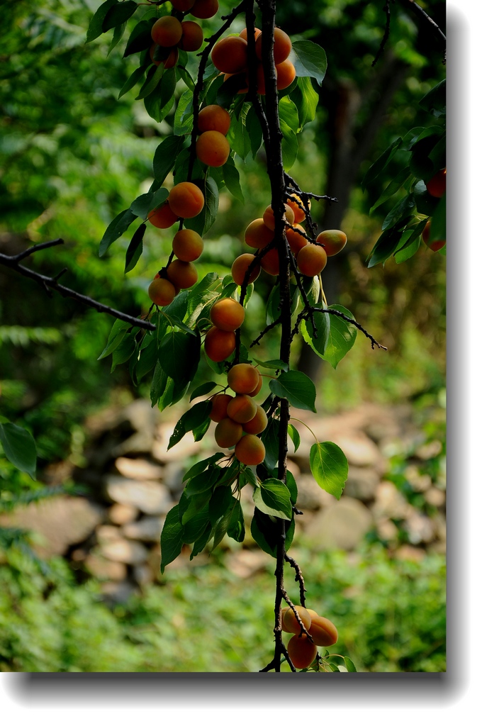 DSC_1505.jpg