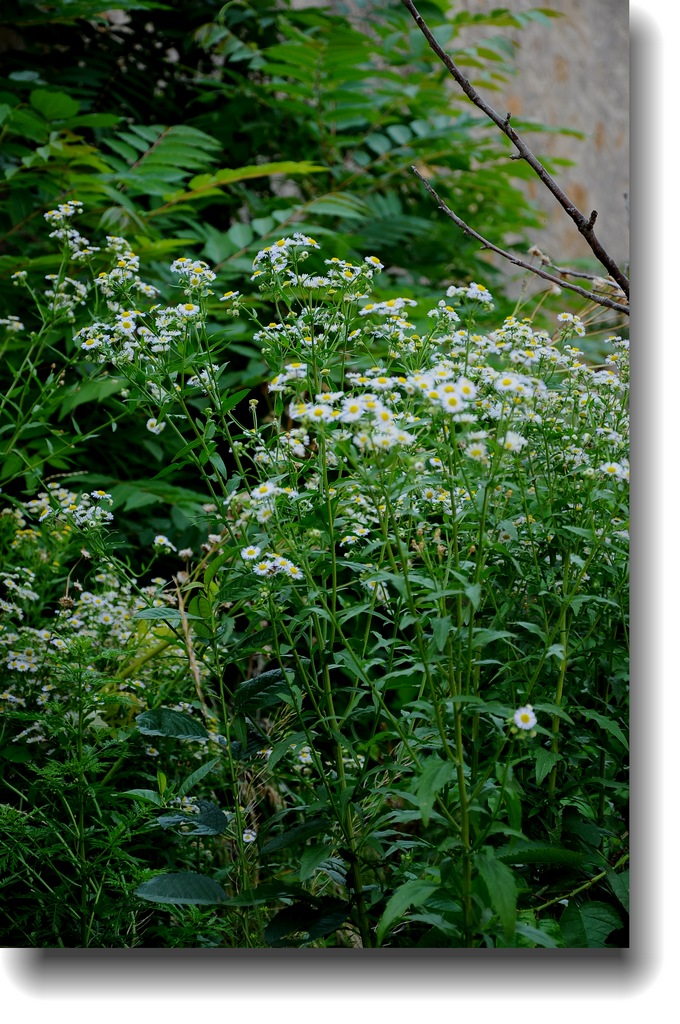 DSC_1519.jpg