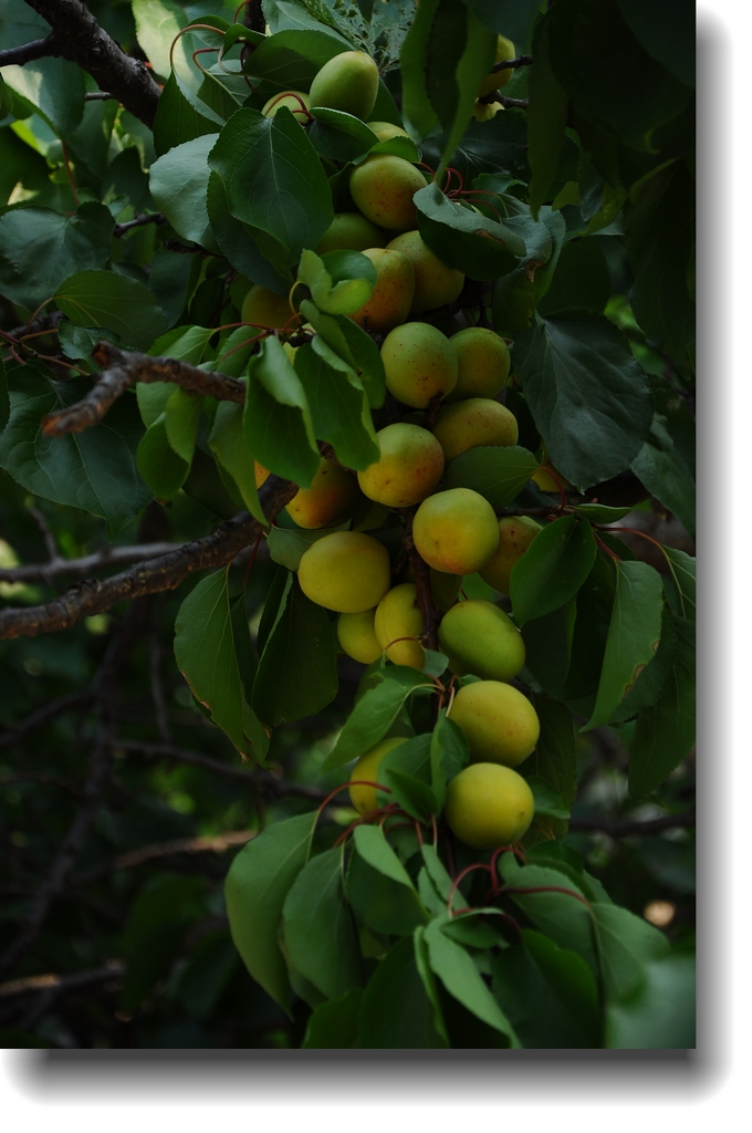 DSC_1606.jpg