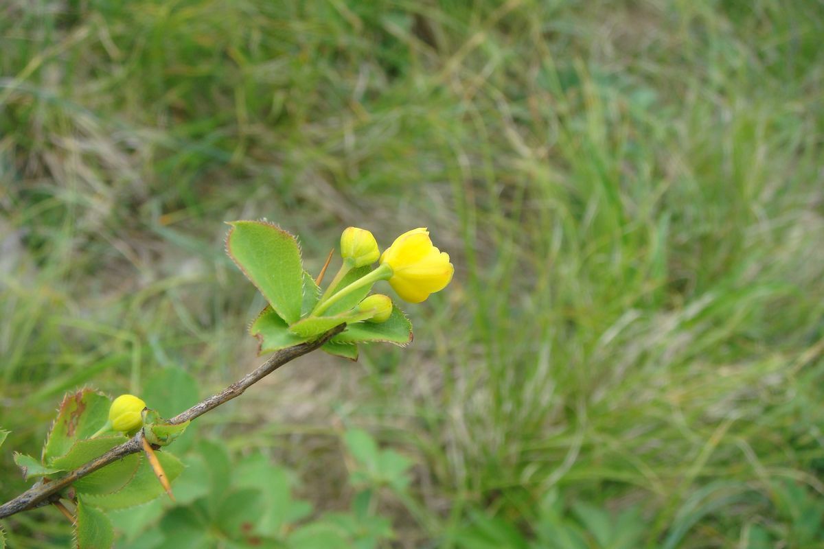 DSC03668.JPG