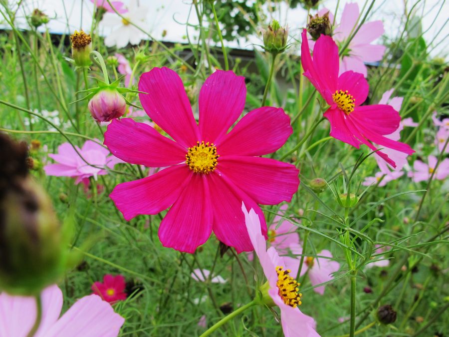 IMG_9064.jpg