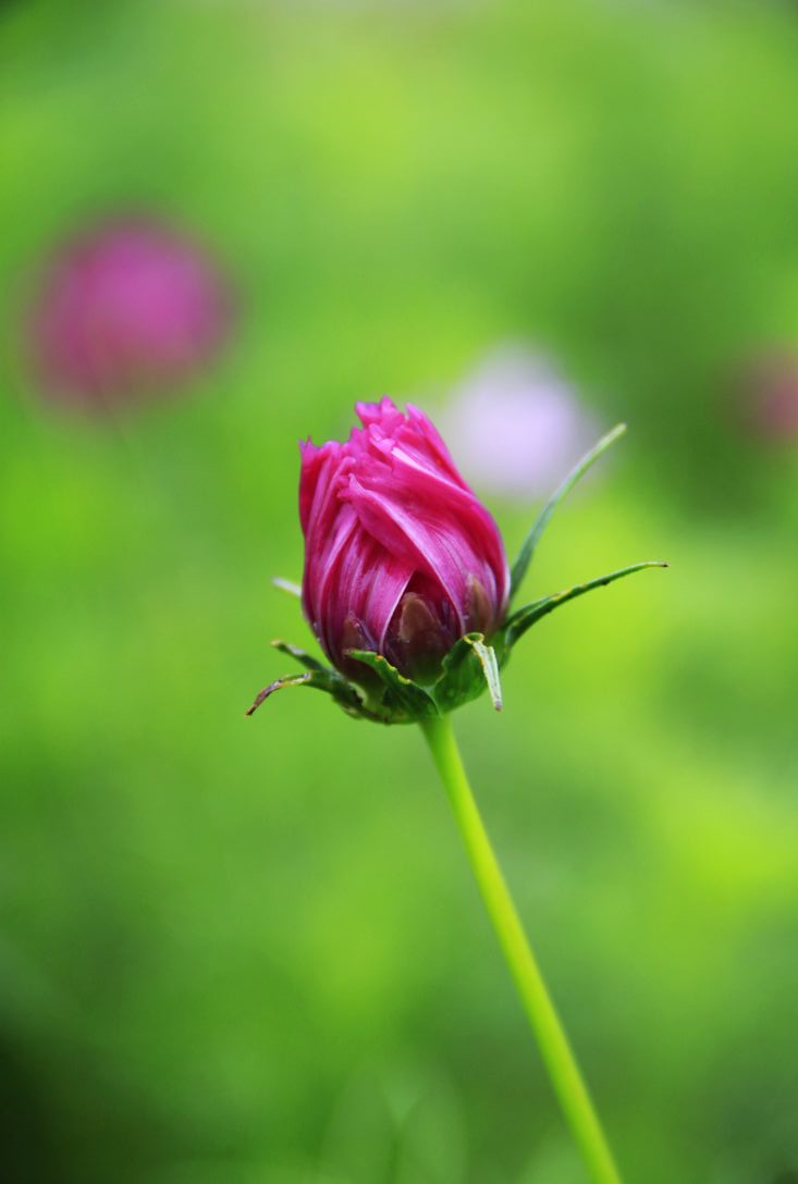 nEO_IMG__MG_8808.jpg