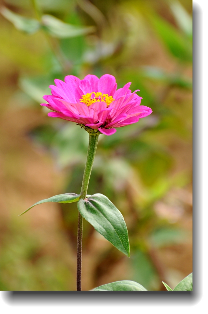 DSC_2350.jpg