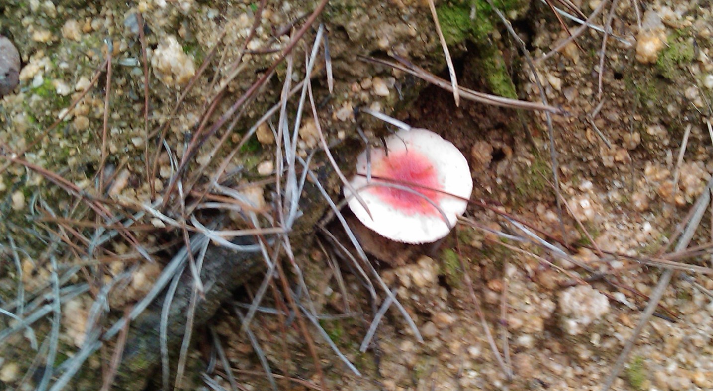毒蘑菇-2.jpg