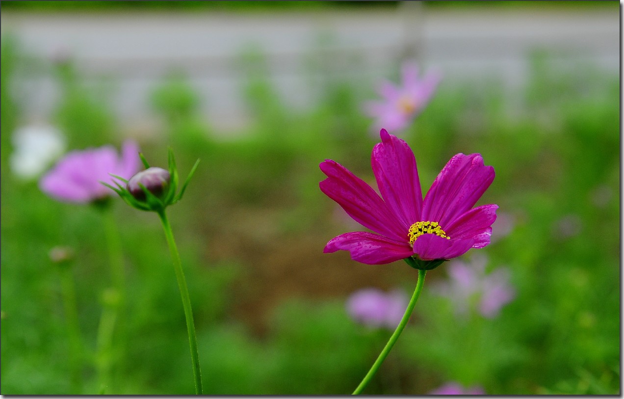 七月山花开 (962).jpg