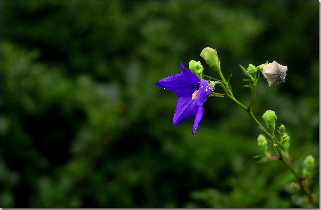 七月山花开 (147).jpg