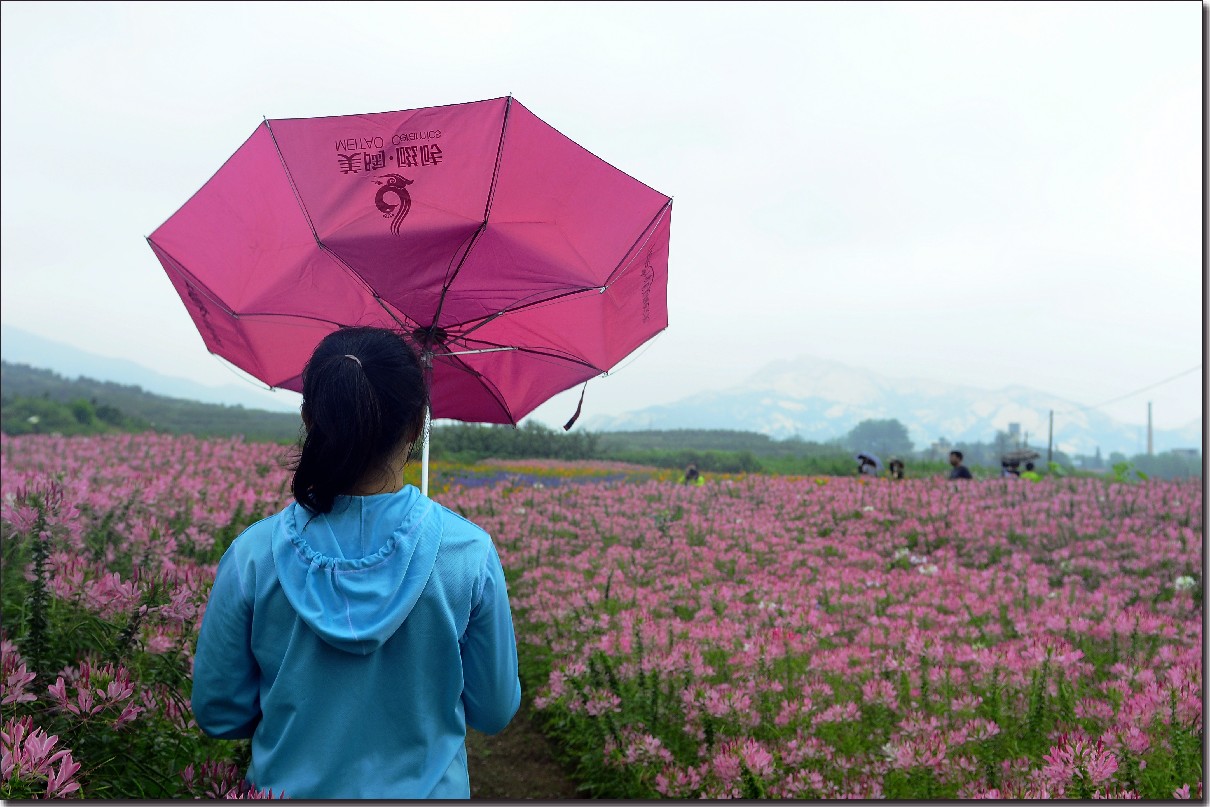 七月山花开 (775).jpg