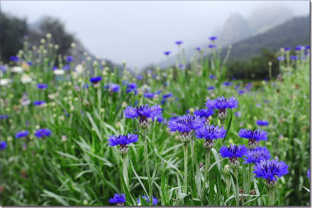 七月山花开 (897).jpg