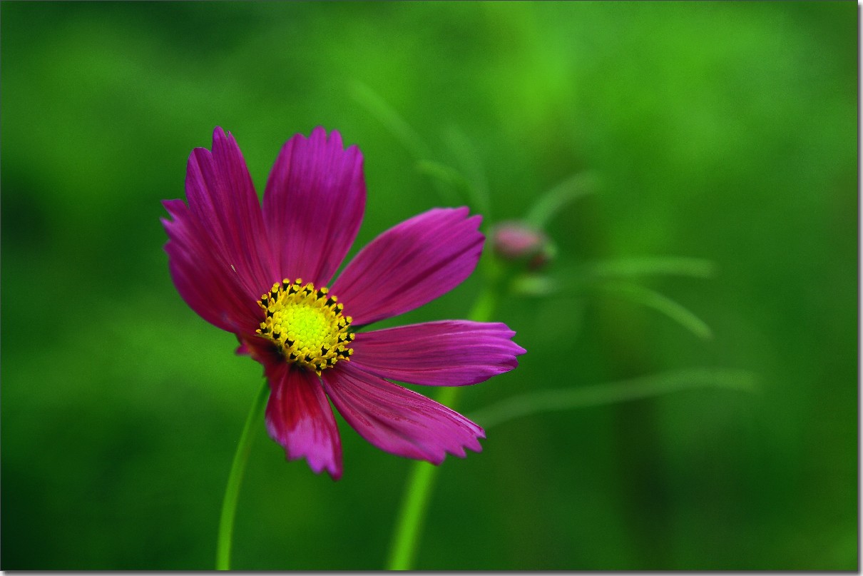 七月山花开 (746).jpg