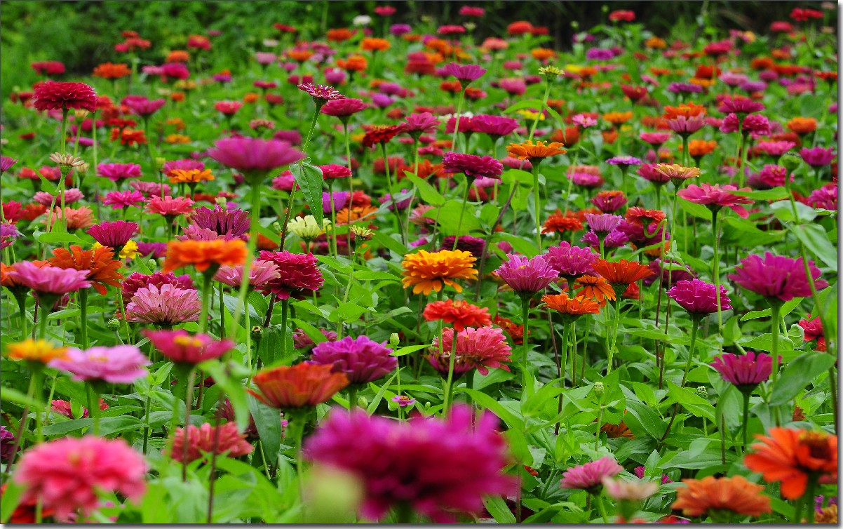 七月山花开 (885).jpg