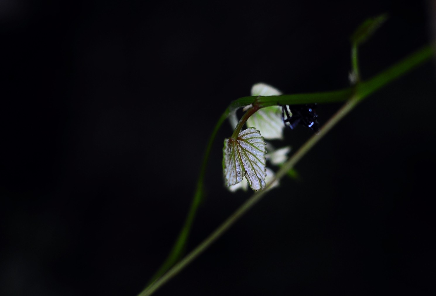 七月山花开 (99).jpg