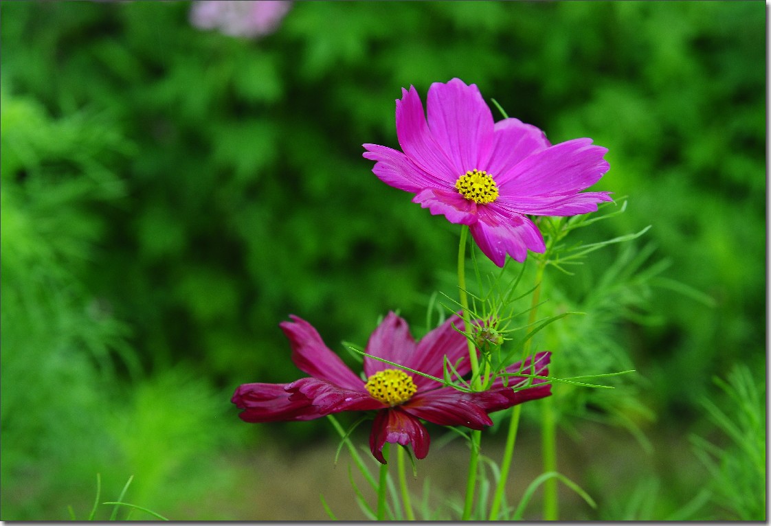 七月山花开 (763).jpg