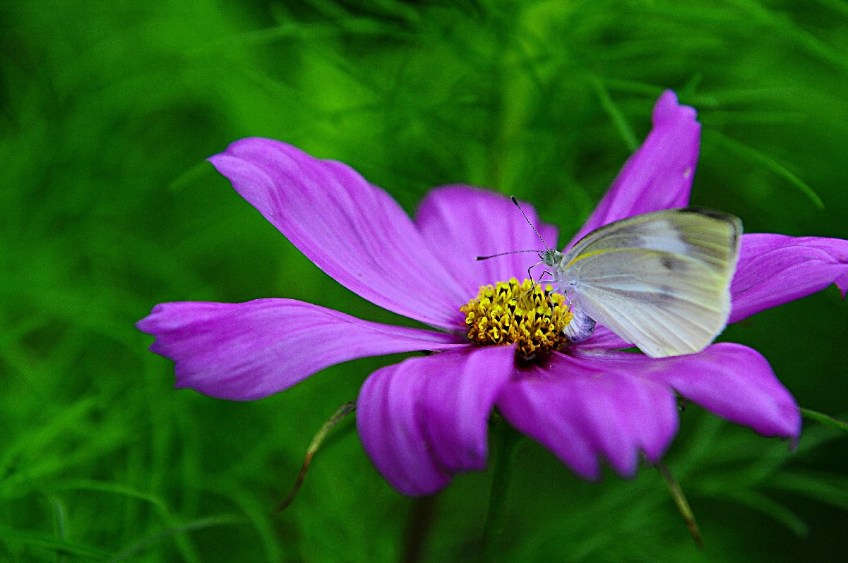 七月山花开 (762).jpg
