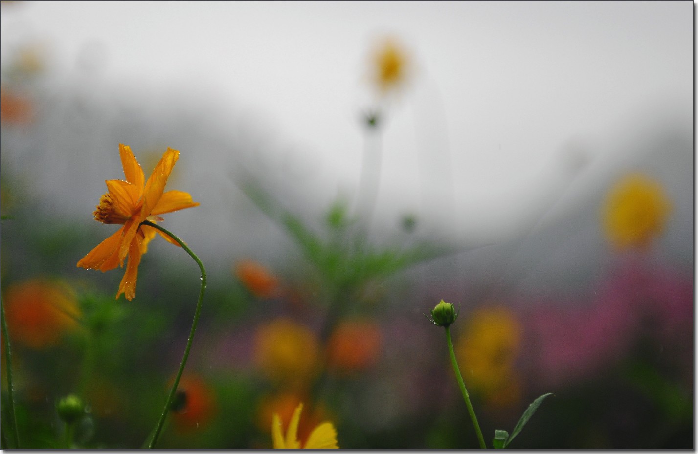 七月山花开 (785).jpg