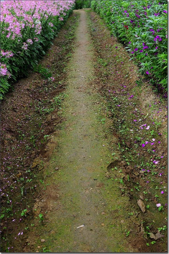 七月山花开 (944).jpg