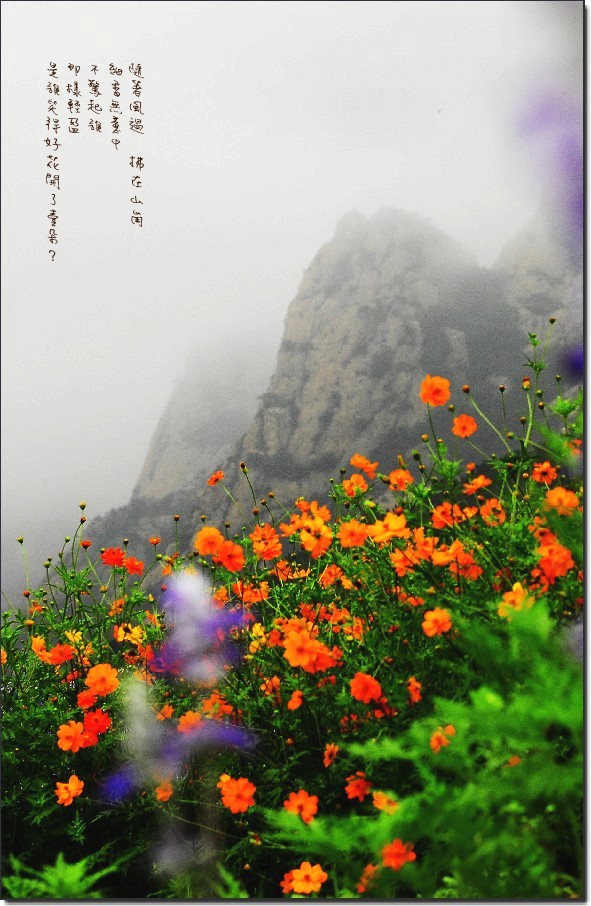 七月山花开 (870)_conew3.jpg