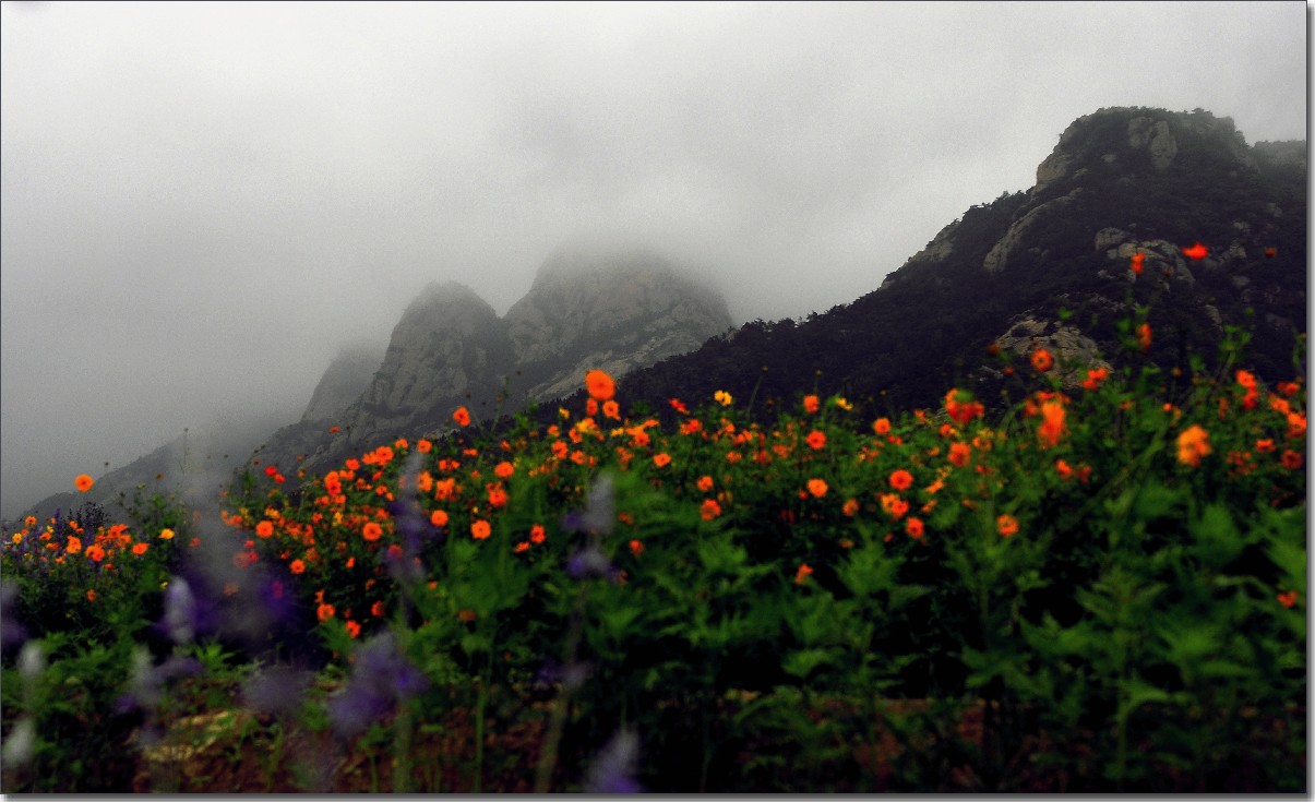 七月山花开 (863).jpg